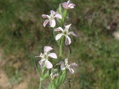 Silene gallica gallica