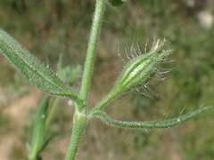 Silene gallica gallica