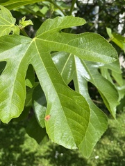 Choreutis nemorana