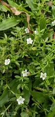 Dentella repens