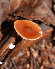 Lentinellus tasmanicus