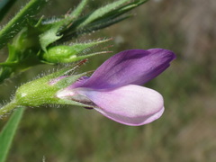 Vicia bithynica