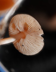 Lentinellus tasmanicus