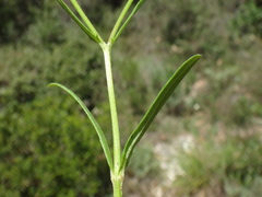 Valerianella dentata