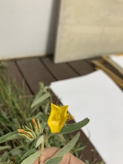 Melhania oblongifolia