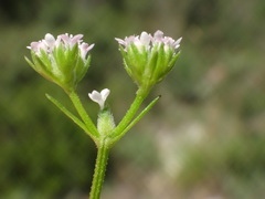 Valerianella dentata