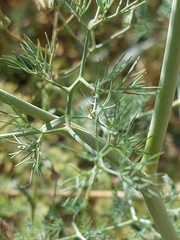Ridolfia segetum