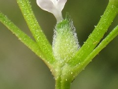 Valerianella dentata