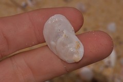Maoricrypta immersa