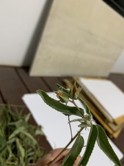 Melhania oblongifolia