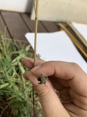 Melhania oblongifolia