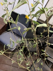 Melhania oblongifolia