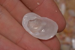 Maoricrypta immersa