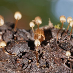Mycena mamaku