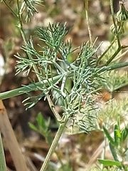 Ridolfia segetum
