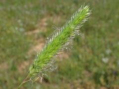 Phleum subulatum