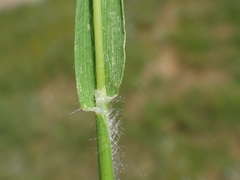 Phleum subulatum