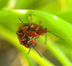 Lilioceris merdigera