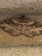 Costaconvexa centrostrigaria