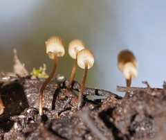 Mycena mamaku
