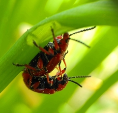Lilioceris merdigera