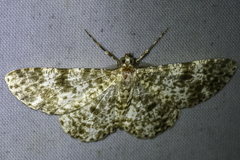 Thallogama corticola