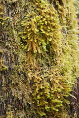 Ptychomnion aciculare