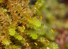 Ptychomnion aciculare