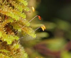 Ptychomnion aciculare