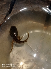 Pelophylax bedriagae