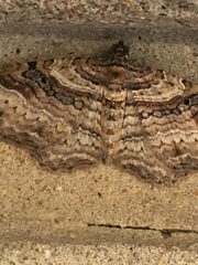 Costaconvexa centrostrigaria