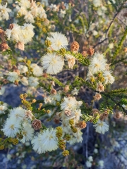 Acacia brunioides