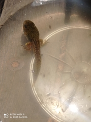 Pelophylax bedriagae