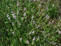 Silene gallica gallica