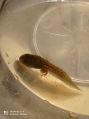 Pelophylax bedriagae
