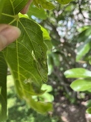 Choreutis nemorana