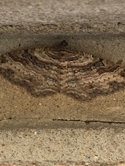 Costaconvexa centrostrigaria