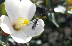 Formicidae