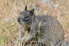 Otospermophilus beecheyi nesioticus