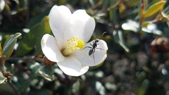 Formicidae