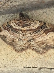 Costaconvexa centrostrigaria