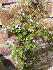 Cymbalaria muralis