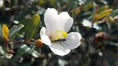 Formicidae