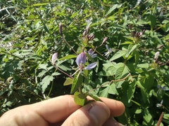 Cleome monophylla