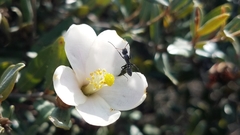 Formicidae