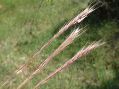 Festuca ambigua