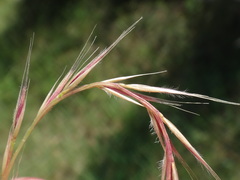 Festuca ambigua