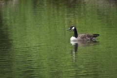 Branta canadensis