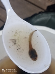 Pelophylax bedriagae