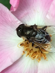 Eristalis dimidiata